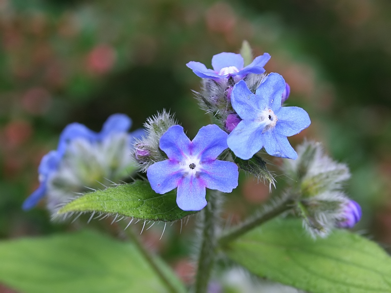 Pentaglottis sempervirens Green Alkanet Ossentong